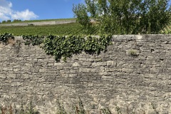 IMG_6942