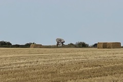 IMG_E9670