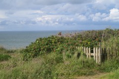 IMG_1352