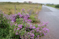 image007